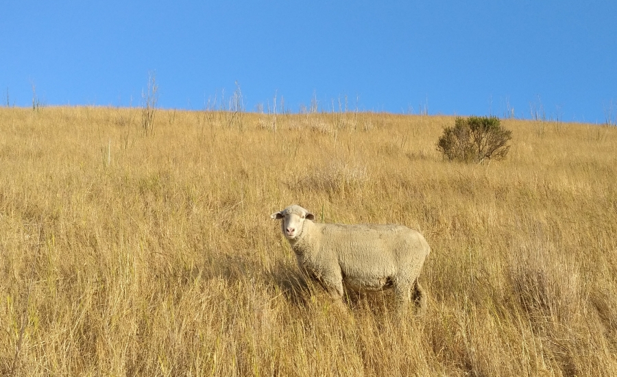 microcontroller:sheep.jpg