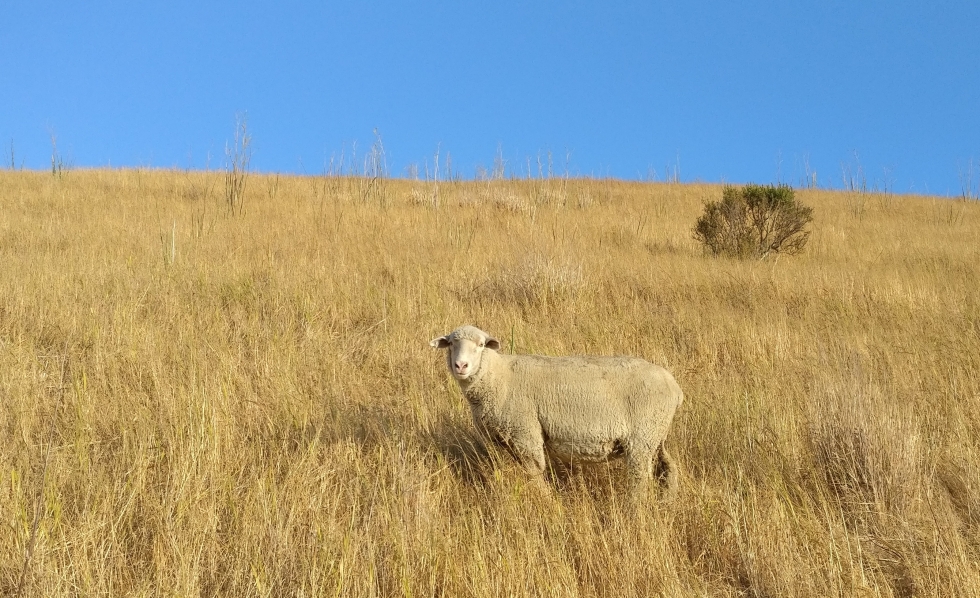 sheep.jpg, Temporary